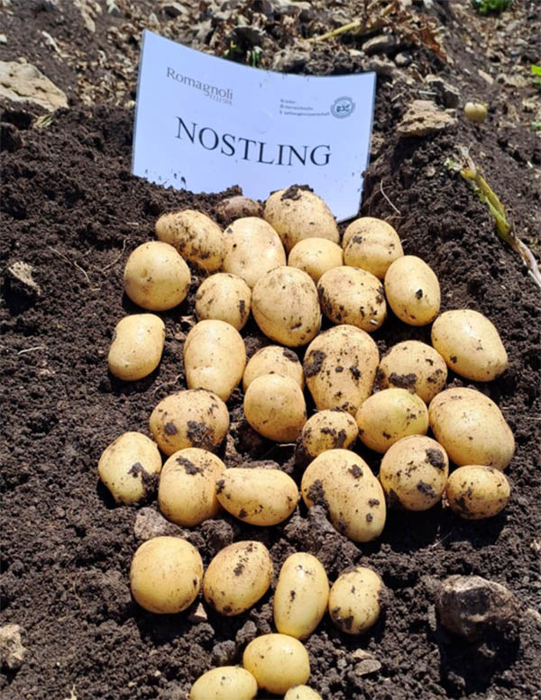 Nostling